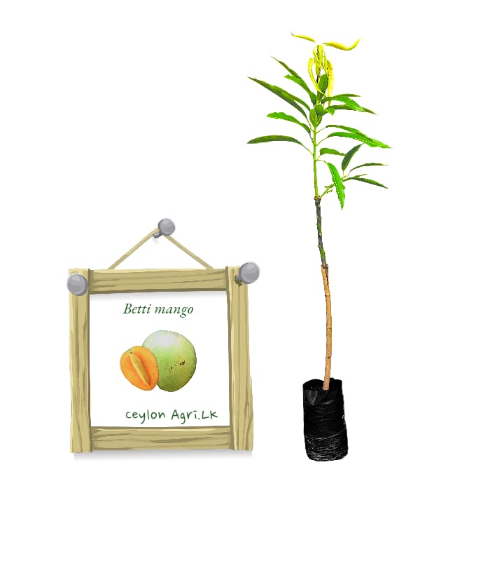 WhatsApp Image 2025-10-30 at 13.28.16 Betti Mango | බෙට්ටි අඹ (බද්ධ පැළ) - Image 1
