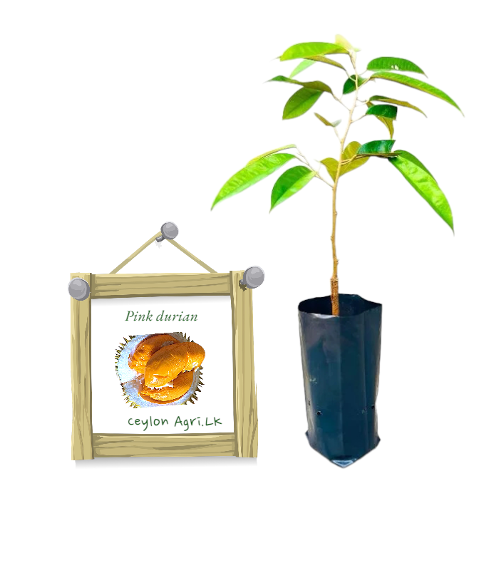 Pink durian pink durian