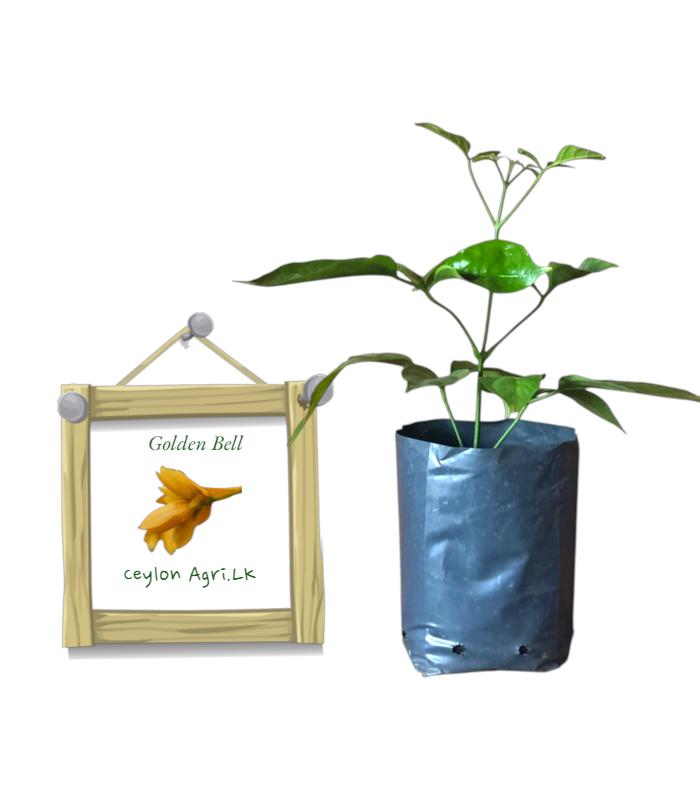 Golden bell Golden Bell | ගෝල්ඩන් බෙල් - Image 1