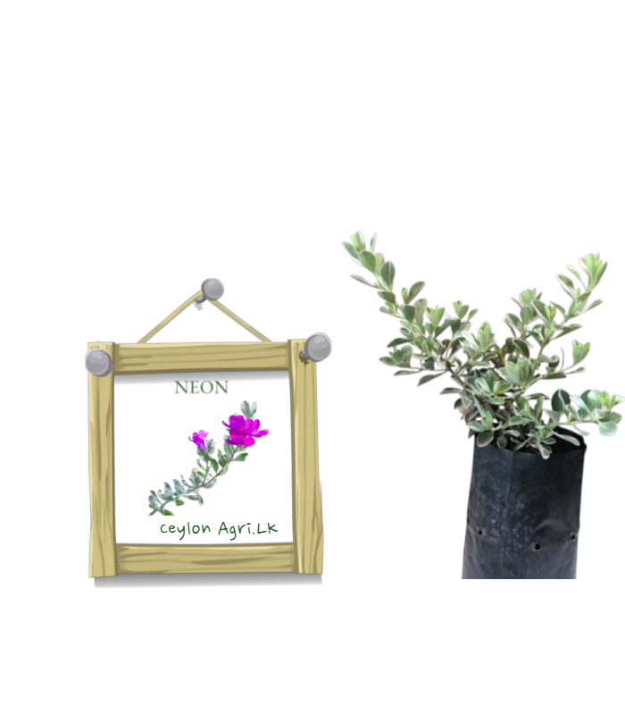 New Template (18) Neon | නිඔන් - Image 1