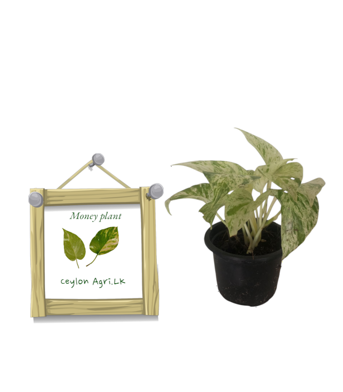 New Template (83) Many plant | මනී ප්ලාන්ට් - Image 1