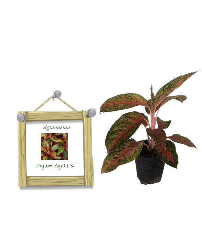 New Template (85) Aglaonema Plant | ඇග්ලෝනීමා - Image 1